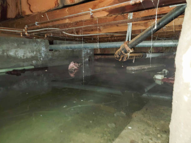 Best Water damage contractors near me  in Rio Verde, AZ